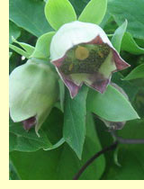 Кодонопсис ланцетный (Codonopsis lanceolate) Кодонопсис ланцетный (Codonopsis lanceolate)